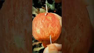 Modern Apple Peeler: Efficiency and Innovation in Your Kitchen