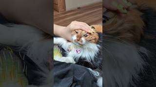 The ghost Pikipiki-baba and cat medicine #Steve the Shiba Inu #Cat #Life with a cat