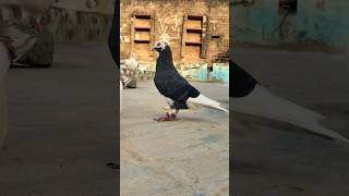 KABUTAR LOVER 🕊️#kabutar #pigeon #pigeons #birds #kabootar #pigeonpose #pigeonlove #kabutarbazi