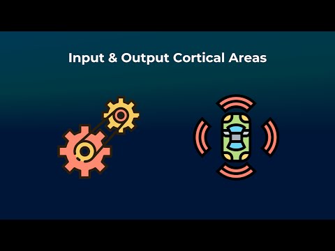 Input and Output Cortical Areas - Neurorobotics Studio Tutorial