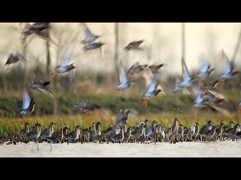 Ruffs in March in Austria's Seewinkel
