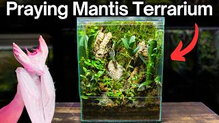 I Made a Terrarium For a STUNNING Praying Mantis, Here’s How!