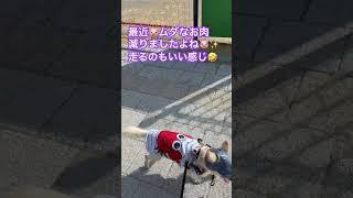 暑さに負けない🪭🐷 #チワワ #チワワ大好き #お散歩 #シニア犬 #可愛い #犬のいる幸せ