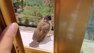 Masked Bird Brother｜The baby bird was rescued for a week and flew away. The owner couldn’t give up.