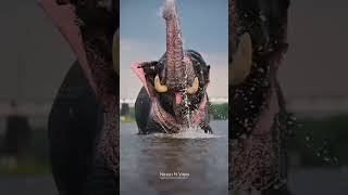 veeramani song ❤️🔥 #trending #shortvideo #aanakotta #musictrends #elephant