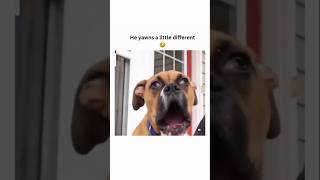 dogs being cute part 22 #cutegolden #funny #funnypets #pets #petvideos #funnyanimals #animals #cute