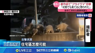 下班回家驚見"6隻浣熊"! 日粉領族嚇壞野生動物亂入! 浣熊.果子狸成"闖空門要犯" ｜國際焦點20250710｜三立新聞台