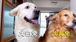 台风杀到，金毛直接变兔子！