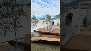 Arbequina Olive Trees: Backyard Landscaping Idea #landscaping #gardening #olivetree