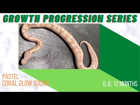 Pastel Coral Glow Sugar Ball Python 0, 6, 12 month-Growth Progression Series