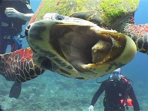 Peckish Turtle