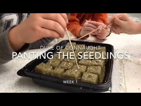 Planting the seedlings
