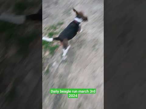 Daily Beagle run March 3rd 2024, very nice day today
