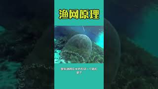 渔网原来是这样网鱼的 #科普知识 #解说 #百科密码