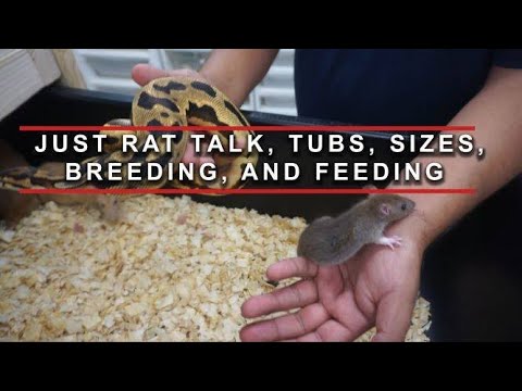RAT TALK | BREEDING | TUB SIZE | RACK RACKS | RANDOM SUBJECTS