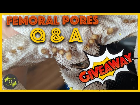Bearded Dragon Blocked femoral pores Q & A + Giveaway - Cookies Critters