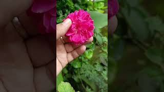 Damask Rose 🌹 #shorts #youtubeshorts #shortvideo #rose #gardening #plants #like #subscribe