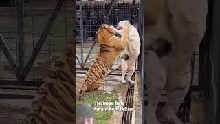 #tiger #animals #bigcat #lion #wildlife #puppy #goldenretreiver