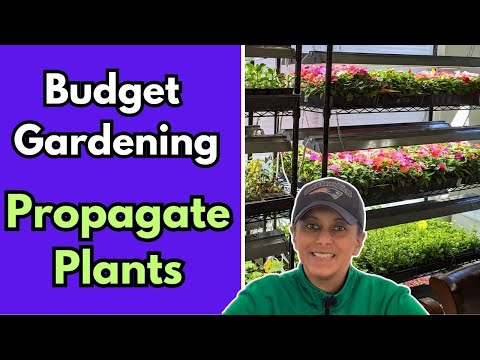 Different Ways To Propagate Plants | Get FREE Plants || Budget Gardening