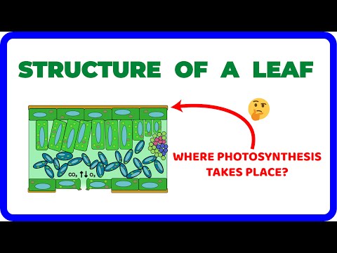 Structure of a Leaf