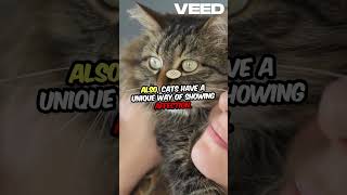 Mind Blowing Cat Facts You Didn't Know!
