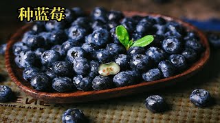 用蓝莓里面的种子能种出蓝莓吗？从种子到开花结果