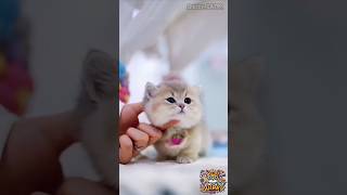kitten cat _ Cutest cat #cat #cats #catshorts #kitten #shorts