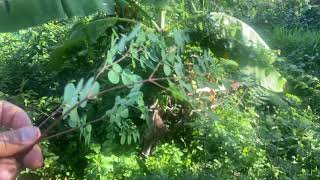 Moringa - The best superfood to strengthen your body and immune system