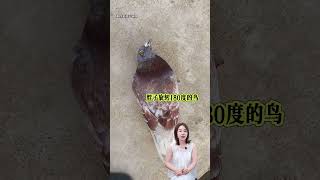 暑假安全指南，警惕这些危险信号！ 暑假安全指南，警惕这些危险信号！#儿童安全 #冷知识 #科普 #育儿