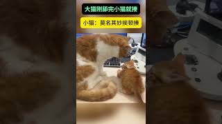 猫妈妈打小猫 #猫猫 #动物的迷惑行为