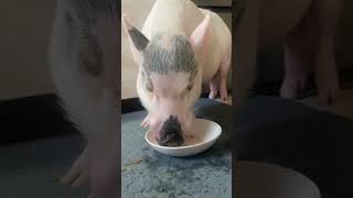 It's a watermelon that you can eat the seeds from too 🍉 #micropig #micropigmochi #minipig