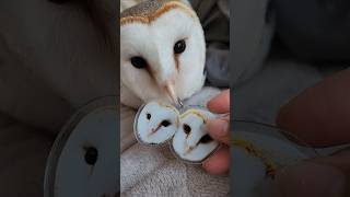 卵のかわりにアクキーを大切にするフクロウ！ #メンフクロウ #cute #owl #フクロウ #ペット#pets ♥チャンネル登録2000人突破！ありがとうございます♥