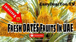 Fresh DATES Fruits In UAE  #shorts