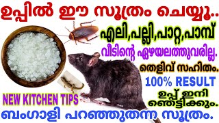 ഉപ്പിൽ ഈ ഒരു സൂത്രംചെയ്യൂ എലി പല്ലി പാറ്റ കൂട്ടത്തോടെ ചത്തുവീഴും|Easy way to get rid rat in our home