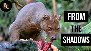 The Fossa| Madagascar's Best-Kept Secret!