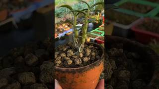 Best healthy little dendrobium plant growing into the pot #orchid 🌵🌵🌵🌷🌷🍀🍀