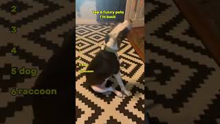 Top 6 FUNNIEST Pets That Will Make You ROFL! 😂🐾 #PetHilarity
