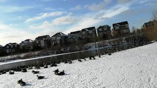 Canada Goose. 加拿大雁