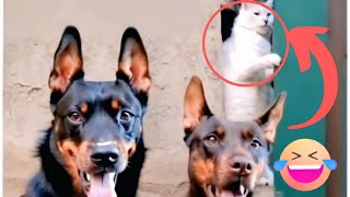 Cats Being Jerks for 5 Minutes Straight 😂 | Funny Cat Fails 2025🔥😂