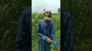 গাছ আমাদের জীবনে গুরুত্বপূর্ণ ভুমিকা পালন করে #গাছ_ও_প্রকৃতি #গাছেরপরিচর্যা #গাছেরযত্ন
