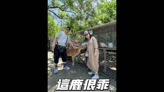 台灣恆春/阿信巧克力農場/純白透光café/巧克力展覽/餵梅花鹿/Connie飲飽食醉去旅遊/