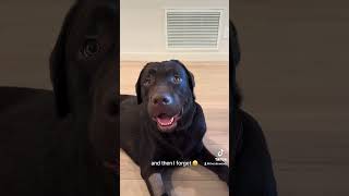 Ignorance is bliss! #puppy #labradorretreiver #labpuppy #dogvideos