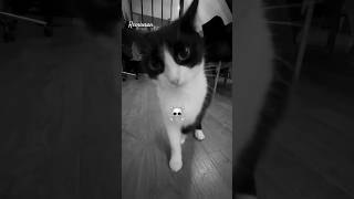 ☠️🤫 #phonkmix #edit #cat #phonkremix #memes