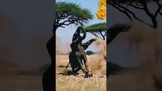 #wildlife #amazing #fight #animals #elephants #lion#struggle #junglelife #naturevibes #nature