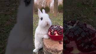 Little rabbit eats sweet and sour pomegranate, cute pet rabbit, pastoral little cute pet
