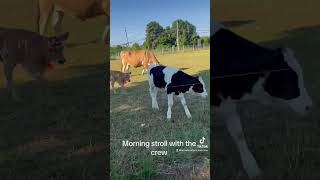 Morning stroll with the crew #knowherefarm #moothecow #cowsgomoo #farmlife #comevisit #nj