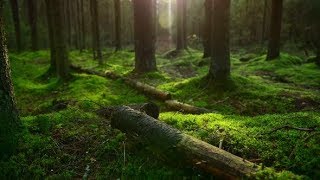 Pine Forest Ground Covered with a Dense Layer of Moss | Videohive Project Templates