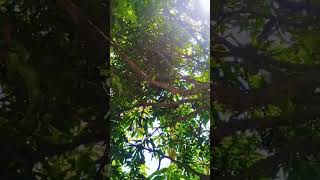 a se aam  a se anar i se imli #viralvedio#shortvideo