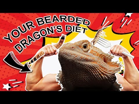 Beardie Diet 101 - What do I Feed my Bearded Dragons - Cookies Critters