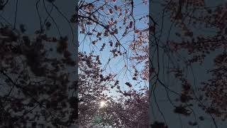 Sakura🌸 beautiful…. Summer vibes 💫 #explorehub